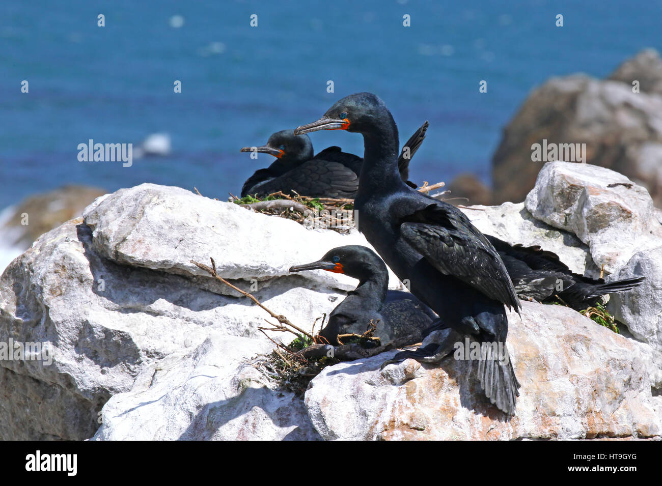 Les cormorans du Cap, Afrique du Sud Banque D'Images