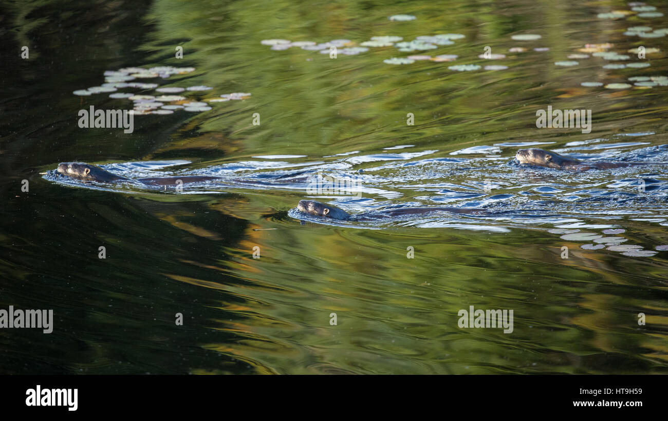 Les loutres, Wolf Howl étang, Algonquin Provincial Park, Ontario, Canada Banque D'Images