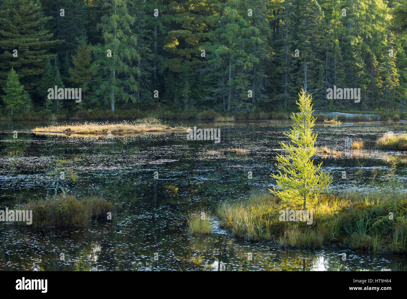 L'aube, le loup hurle étang, Horizontal, Algonquin Provincial Park, Ontario, Canada Banque D'Images