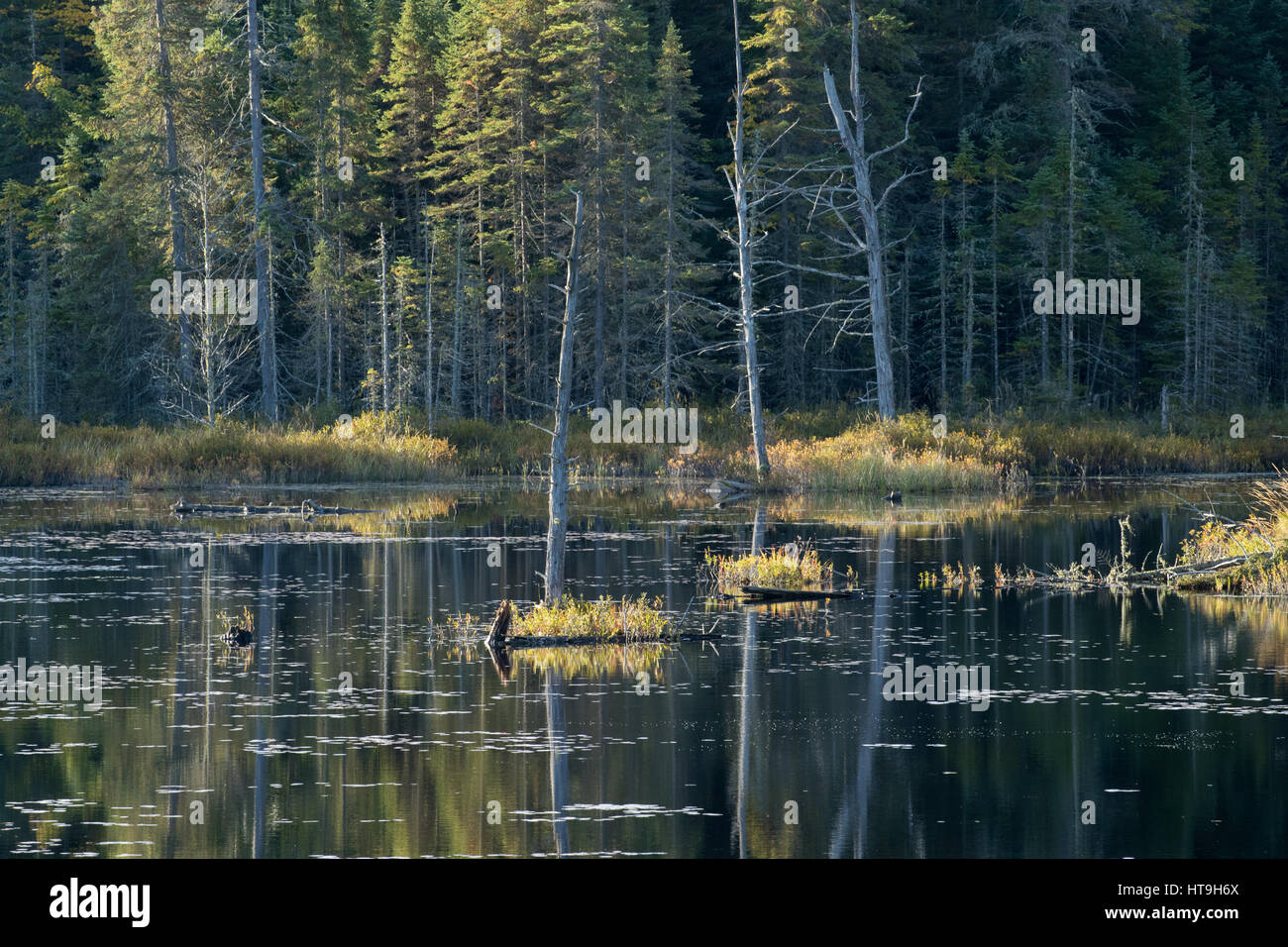 L'aube, le loup hurle étang, horizontal, le parc provincial Algonquin, en Ontario, Canada Banque D'Images