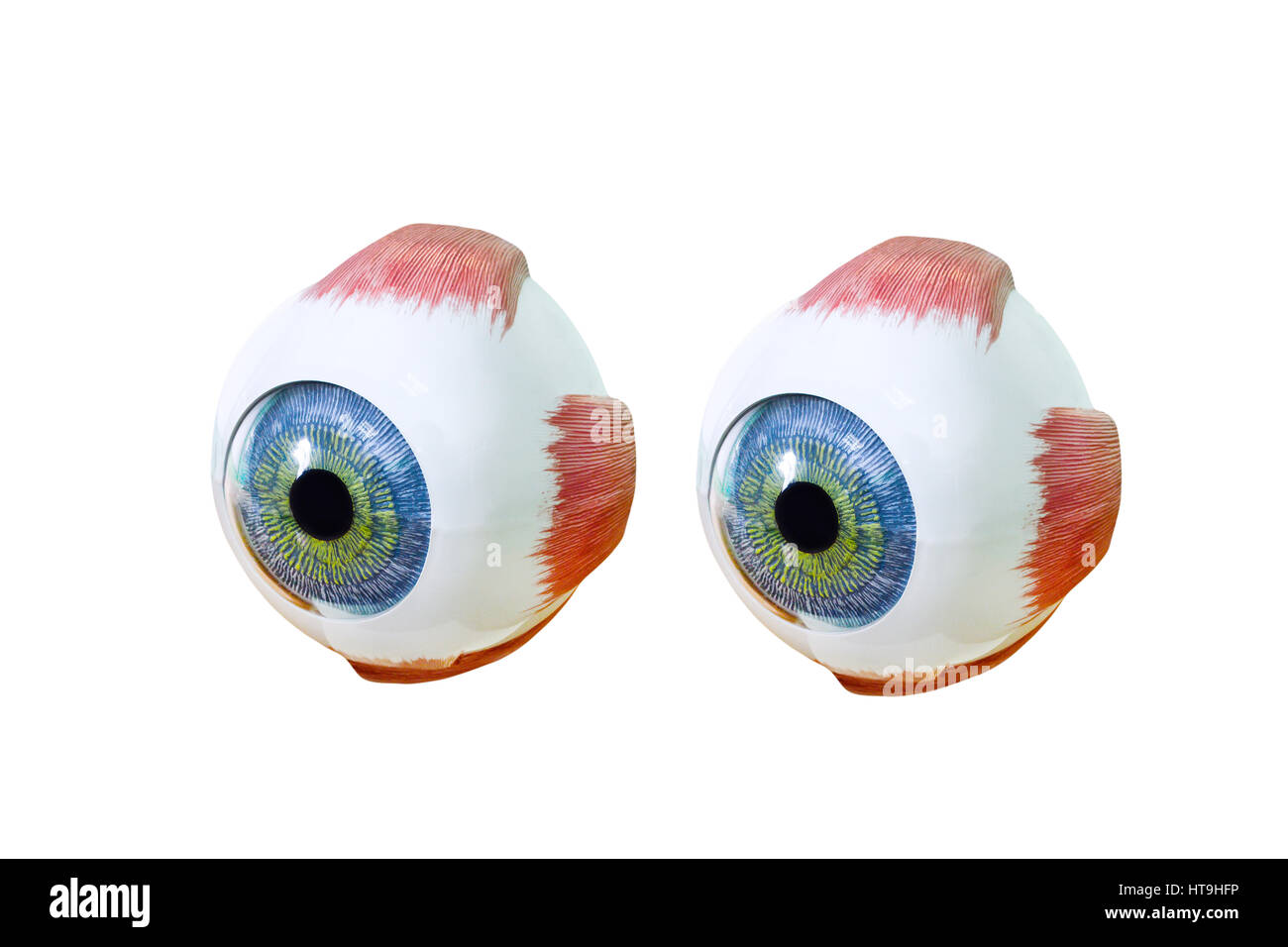 Gros plan de l'échantillon d'oculus ophtalmologie isolé sur fond blanc. L'ophtalmologie, modèle d'œil de près. Globe oculaire Banque D'Images