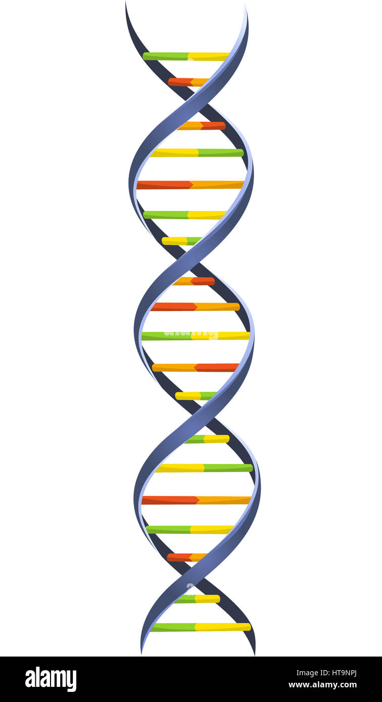 La chaîne de l'ADN chromosomique de sang Modèle Helix structure spirale moléculaire Sciences illustration vectorielle. Banque D'Images
