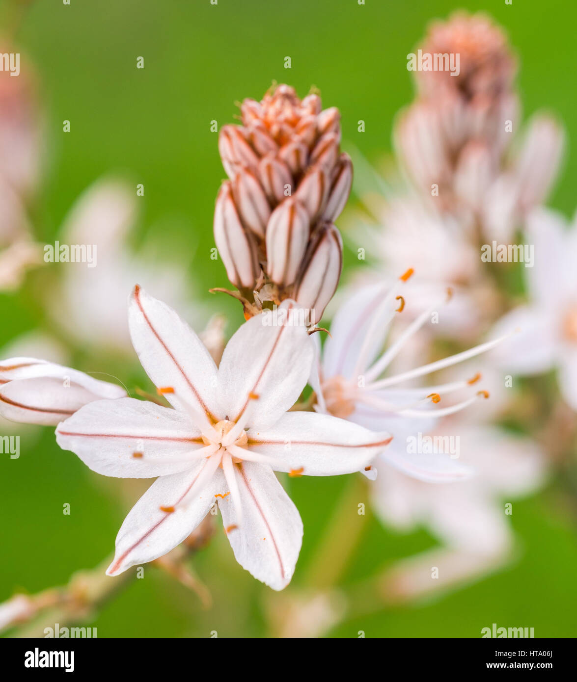 Asphodelus ramosus, également connu sous le nom de branches ou abrotea asphodel, grandissant dans l'Alentejo, Portugal. Banque D'Images