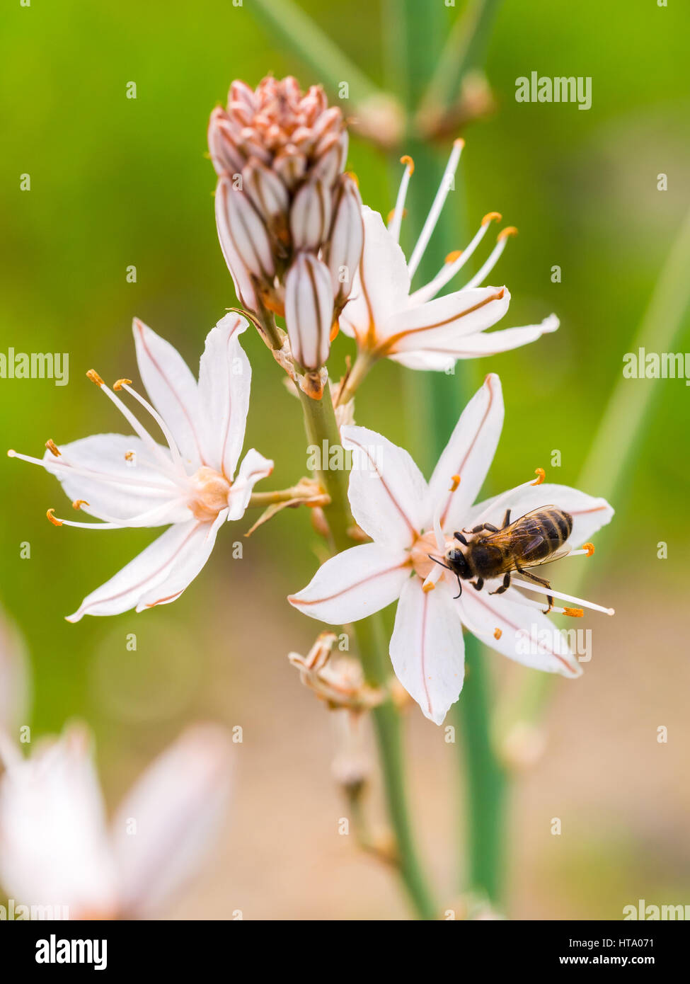 Asphodelus ramosus, également connu sous le nom de branches ou abrotea asphodel, grandissant dans l'Alentejo, Portugal. Banque D'Images