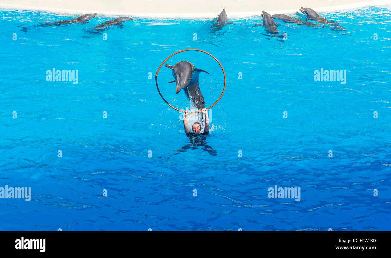 Spectacle de dauphins dans le Loro Parque (Vincent), un dauphin sauter dans le cerceau dans les mains de l'entraîneur, 13.09.2016, (Tenerife, Espagne). Banque D'Images Spectacle de dauphins dans le Loro Parque (Vincent), un dauphin sauter dans le cerceau dans les mains de l'entraîneur, 13.09.2016, (Tenerife, Espagne). Banque D'Images