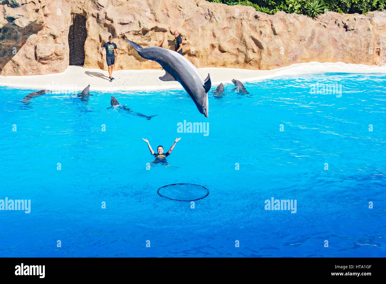 Spectacle de dauphins dans le Loro Parque (Vincent), un dauphin sautant hors de l'eau et de sauter dans un cerceau sur l'eau, 09.13.2016, (Tenerife, Espagne). Banque D'Images Spectacle de dauphins dans le Loro Parque (Vincent), un dauphin sautant hors de l'eau et de sauter dans un cerceau sur l'eau, 09.13.2016, (Tenerife, Espagne). Banque D'Images