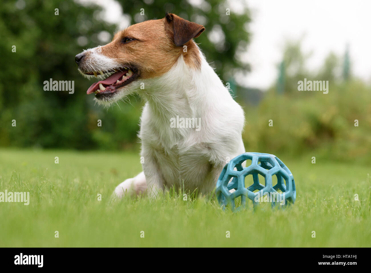 Lazy Dog n't voulez jouer avec balle jouet Banque D'Images