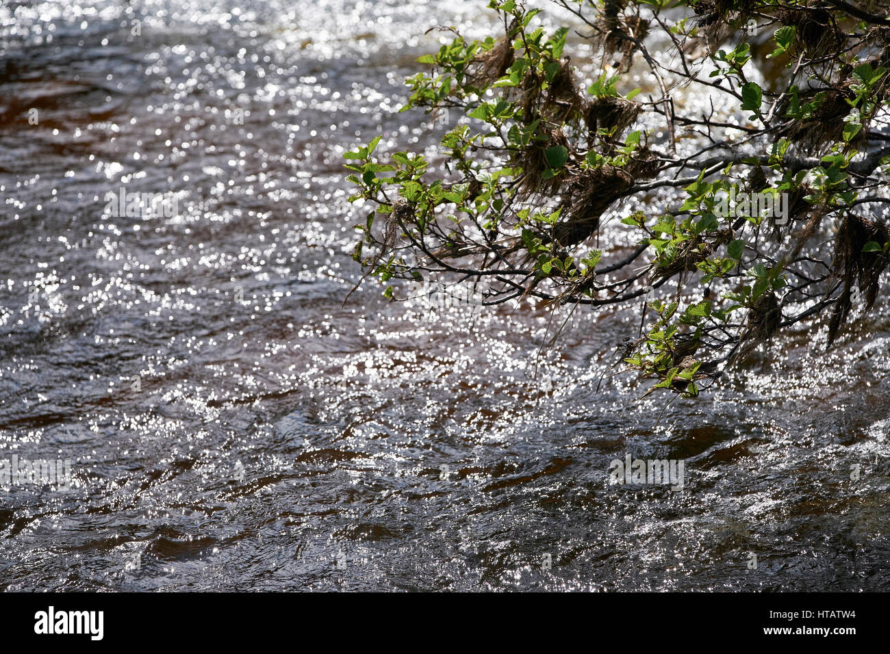 Des débris dans les arbres entourant la rivière Spey après une récente inondation. Highlands écossais, au Royaume-Uni. Banque D'Images