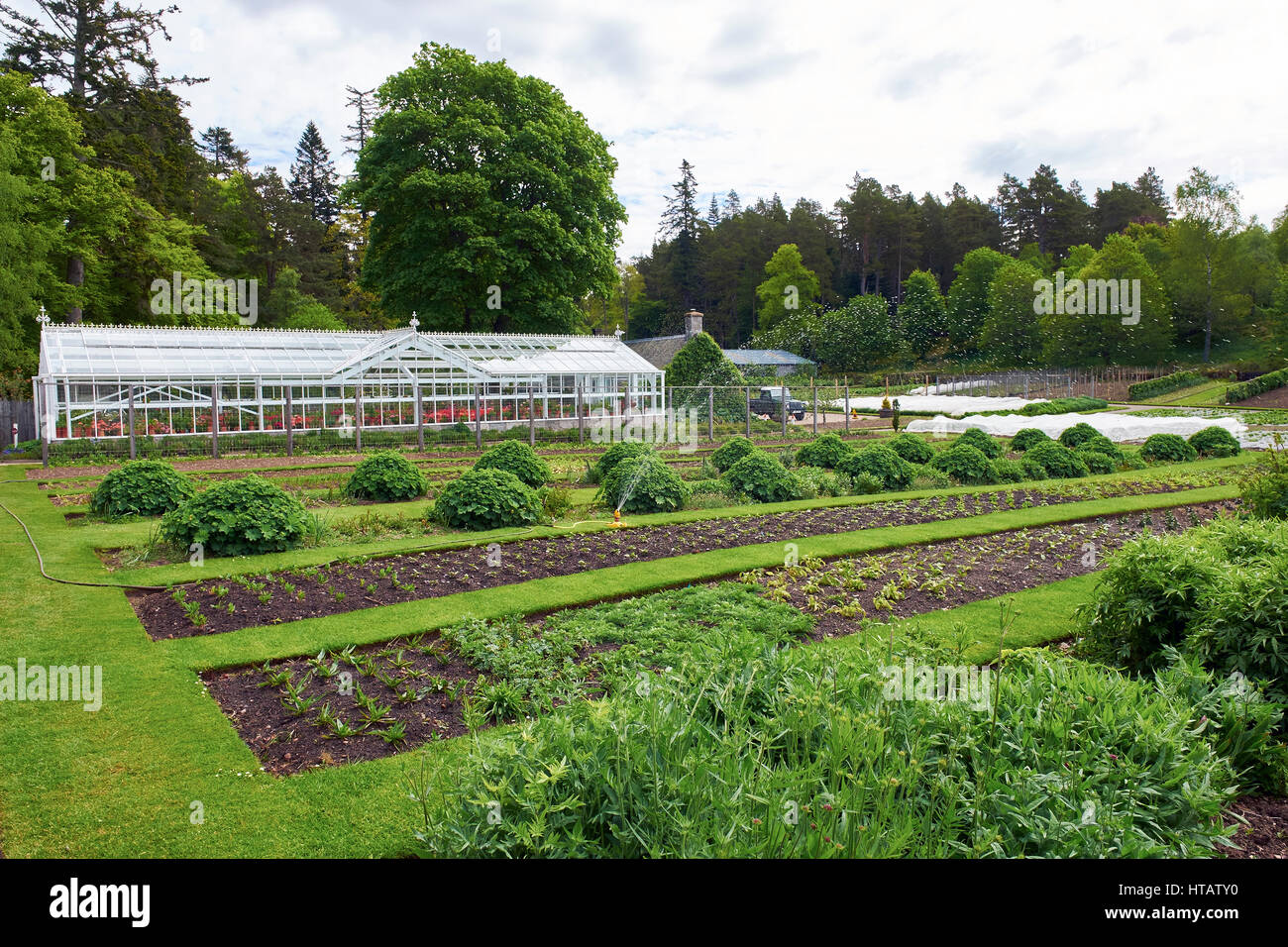 Arroseurs arrosage des plantes dans le potager. Banque D'Images