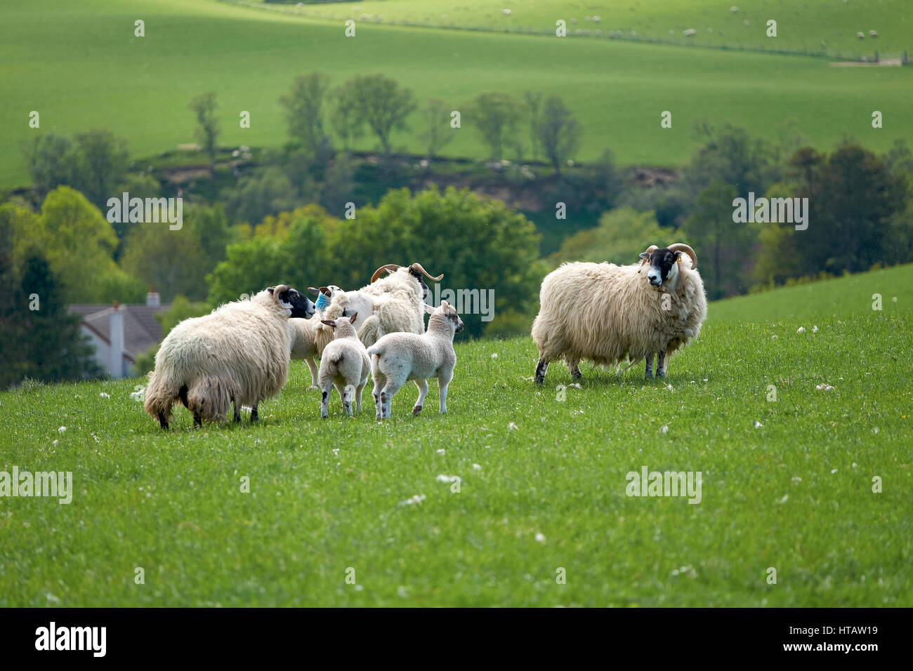 Les moutons et leurs petits agneaux dans un champ vert sur une ferme dans les Highlands écossais. Banque D'Images