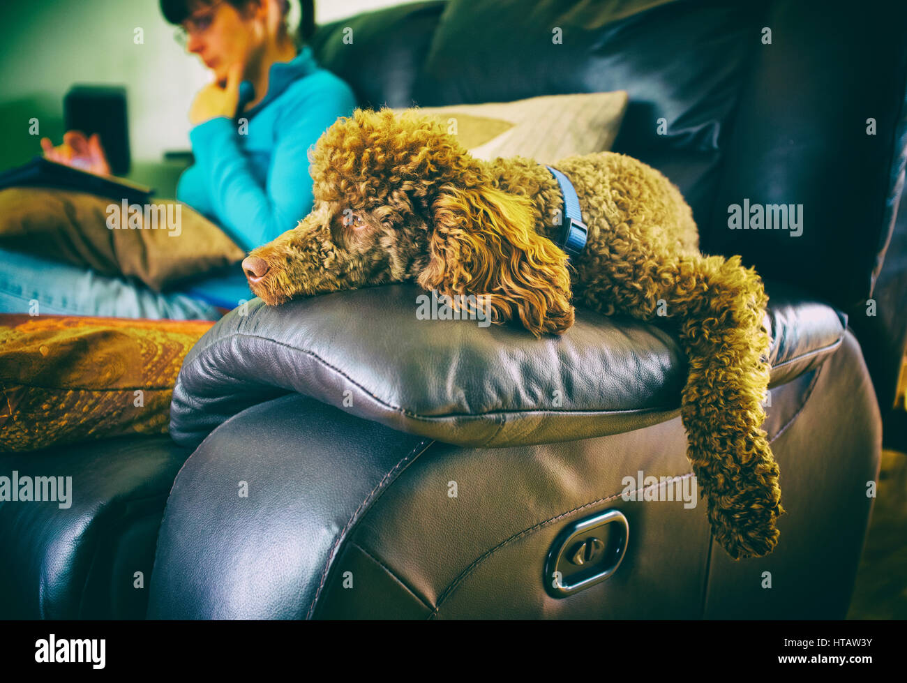 Un caniche miniature de farniente sur le bras d'un canapé. Banque D'Images