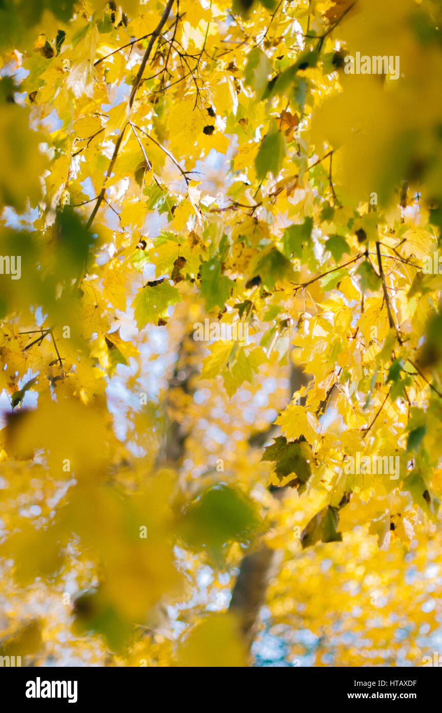 Les feuilles colorées à l'automne Banque D'Images