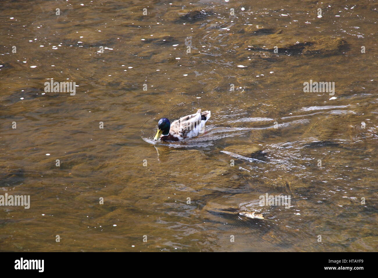 Un canard nageant dans la rivière à Karlovy Vary, également appelé Carlsbad, République Tchèque Banque D'Images