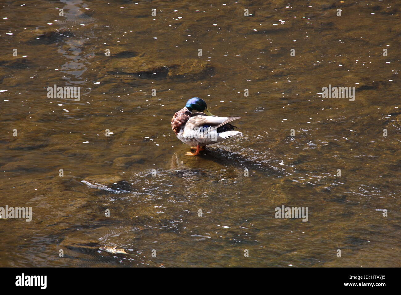 Un canard se toilette lui-même dans la rivière à Karlovy Vary, également appelé Carlsbad Banque D'Images
