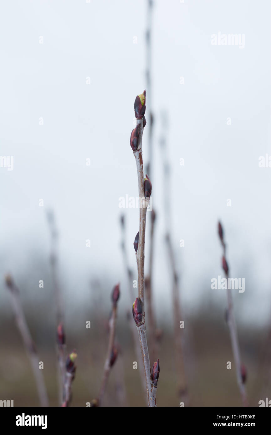 Aronie plante au début du printemps avec les bourgeons non ouverts sur les ramilles. close up Banque D'Images