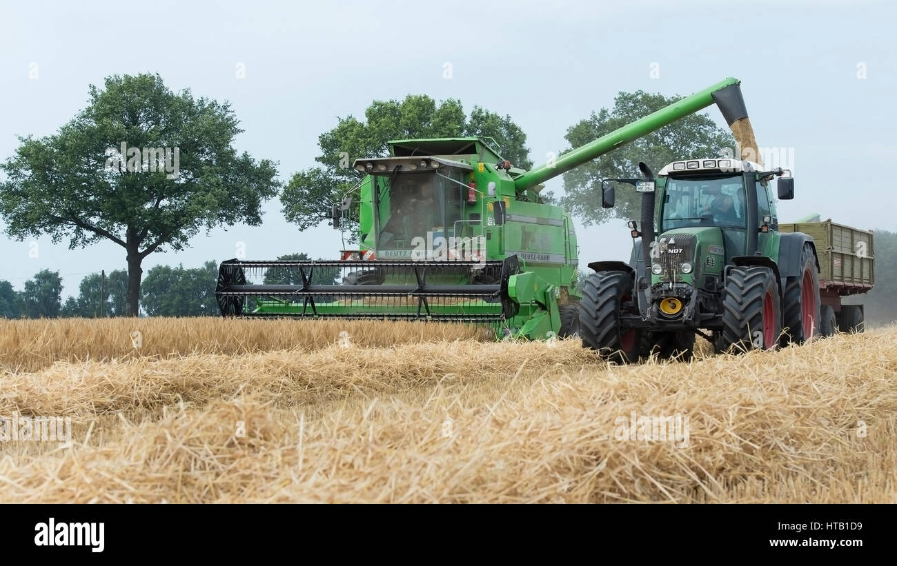 La récolte de céréales avec tracteur, moissonneuse-batteuse avec la ...