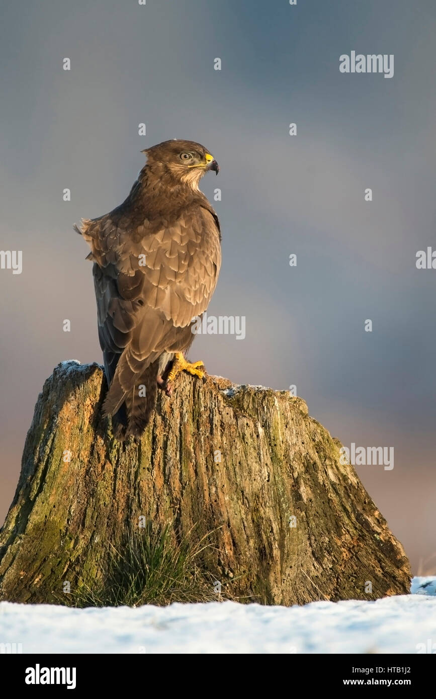 Buse variable en hiver, Maeusebussard im Winter Banque D'Images