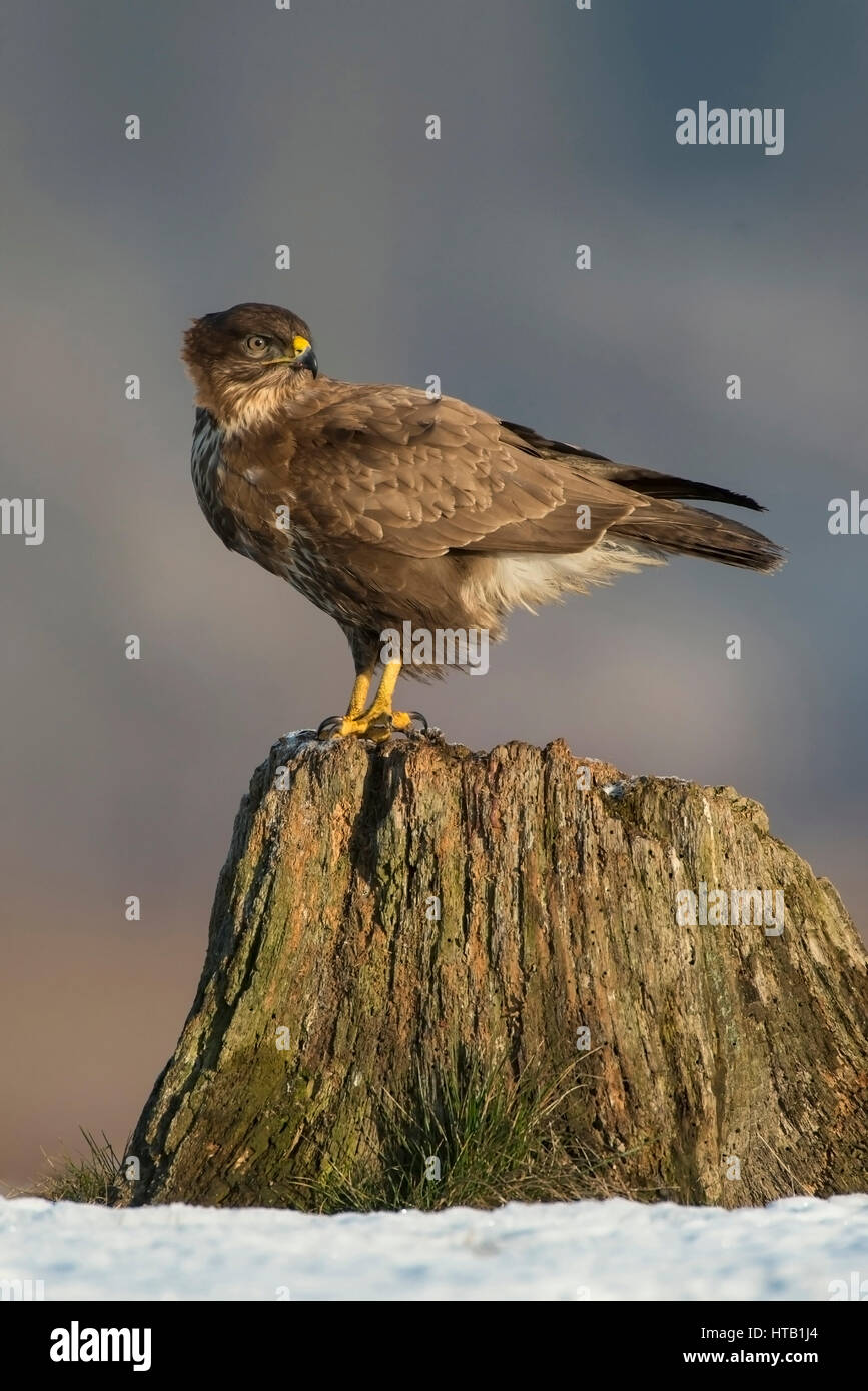 Buse variable en hiver, Maeusebussard im Winter Banque D'Images