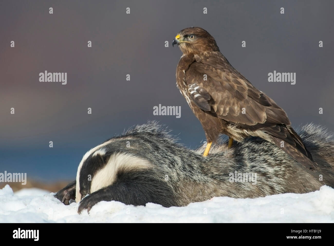 Buse variable avec les blaireaux morts, buse variable en hiver, Maeusebussard Maeusebussard mit toten Dachs, im Winter Banque D'Images