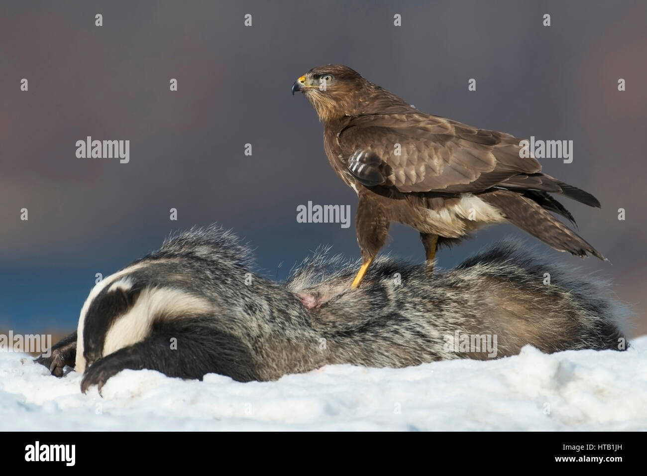 Buse variable avec les blaireaux morts, buse variable en hiver, Maeusebussard Maeusebussard mit toten Dachs, im Winter Banque D'Images