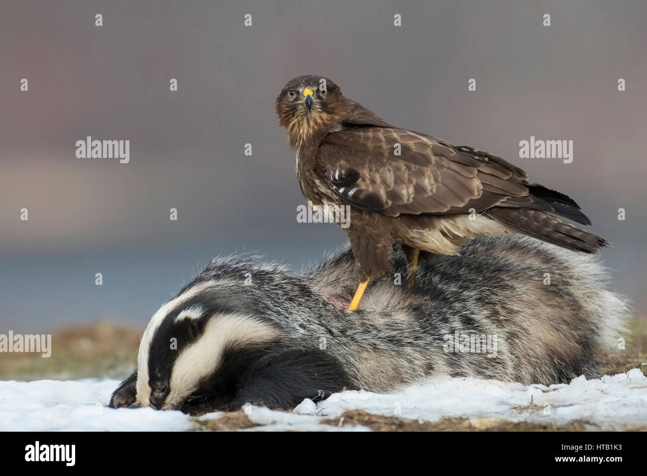 Buse variable avec les blaireaux morts, buse variable en hiver, Maeusebussard Maeusebussard mit toten Dachs, im Winter Banque D'Images