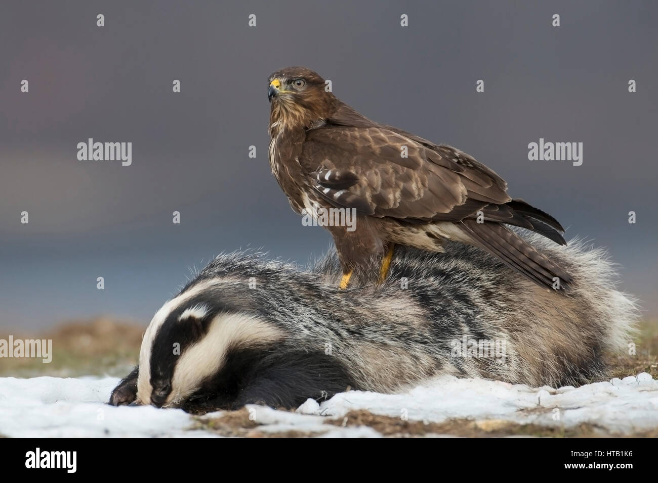 Buse variable avec les blaireaux morts, buse variable en hiver, Maeusebussard Maeusebussard mit toten Dachs, im Winter Banque D'Images