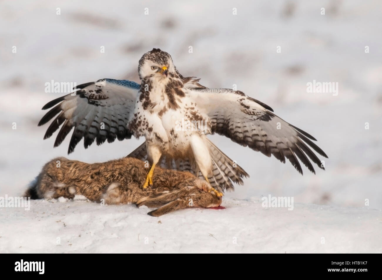 La lutte contre les buses, buse variable, Kaempfende Maeusebussarde en hiver, Maeusebussard im Winter Banque D'Images