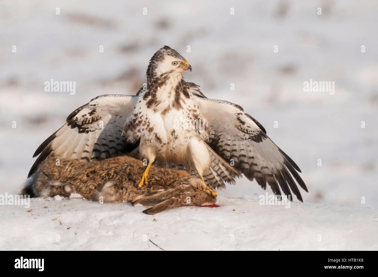 La lutte contre les buses, buse variable, Kaempfende Maeusebussarde en hiver, Maeusebussard im Winter Banque D'Images