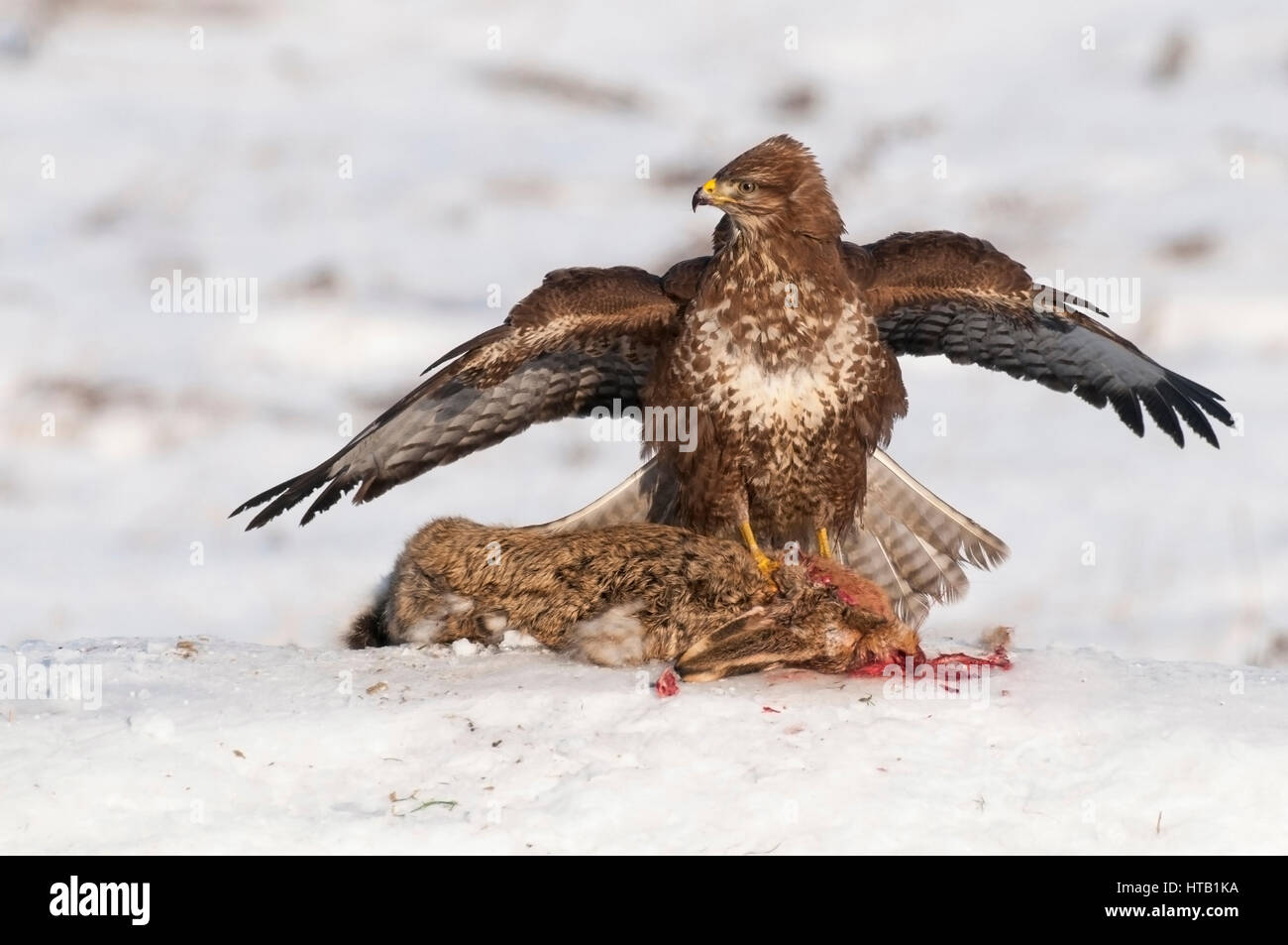 La lutte contre les buses, buse variable, Kaempfende Maeusebussarde en hiver, Maeusebussard im Winter Banque D'Images