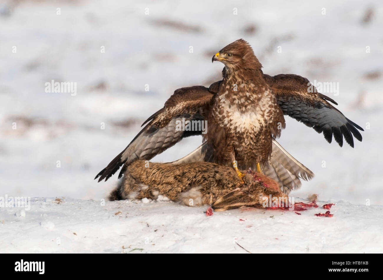 La lutte contre les buses, buse variable, Kaempfende Maeusebussarde en hiver, Maeusebussard im Winter Banque D'Images