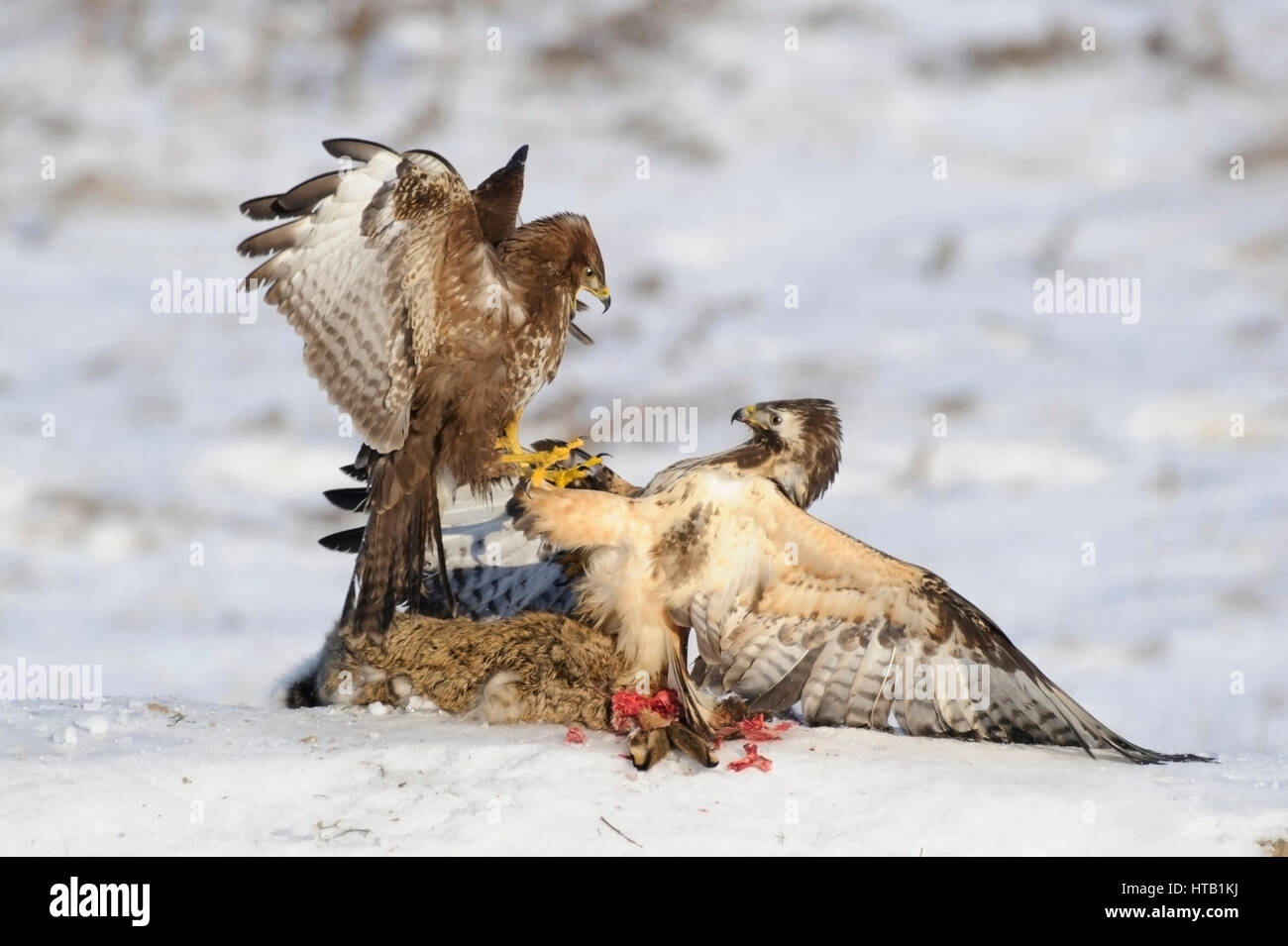 La lutte contre les buses, buse variable, Kaempfende Maeusebussarde en hiver, Maeusebussard im Winter Banque D'Images