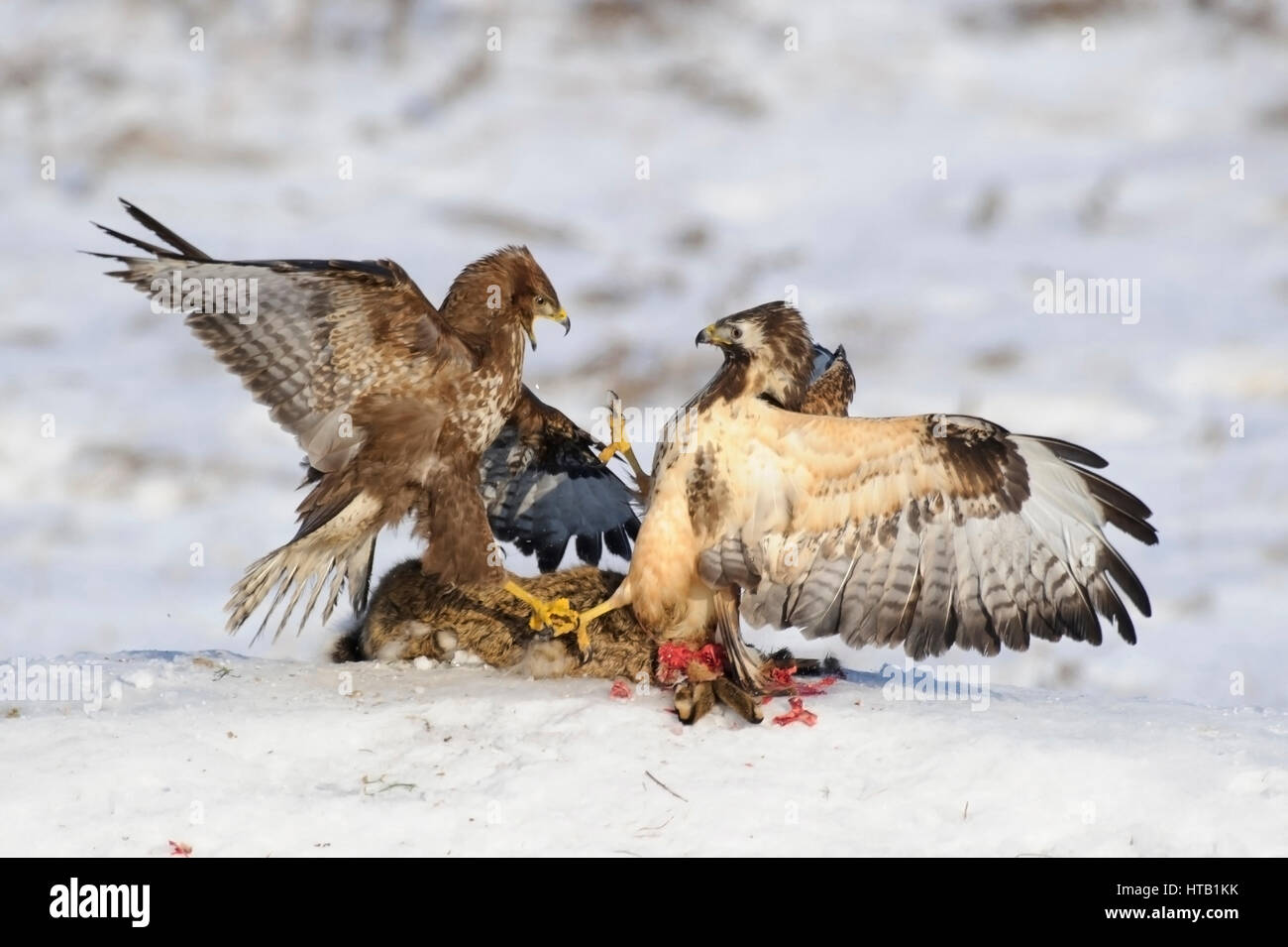 La lutte contre les buses, buse variable, Kaempfende Maeusebussarde en hiver, Maeusebussard im Winter Banque D'Images