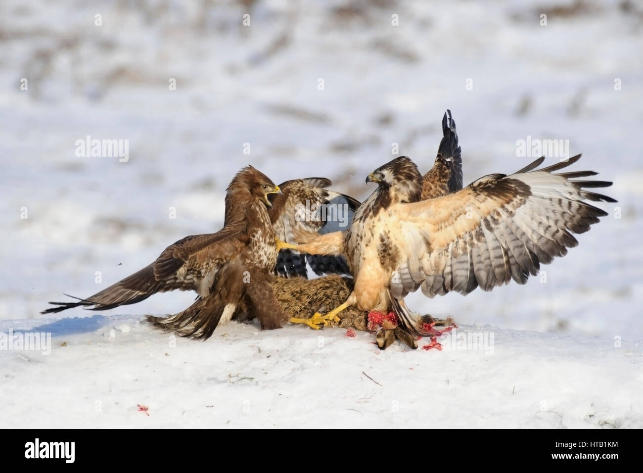 La lutte contre les buses, buse variable, Kaempfende Maeusebussarde en hiver, Maeusebussard im Winter Banque D'Images