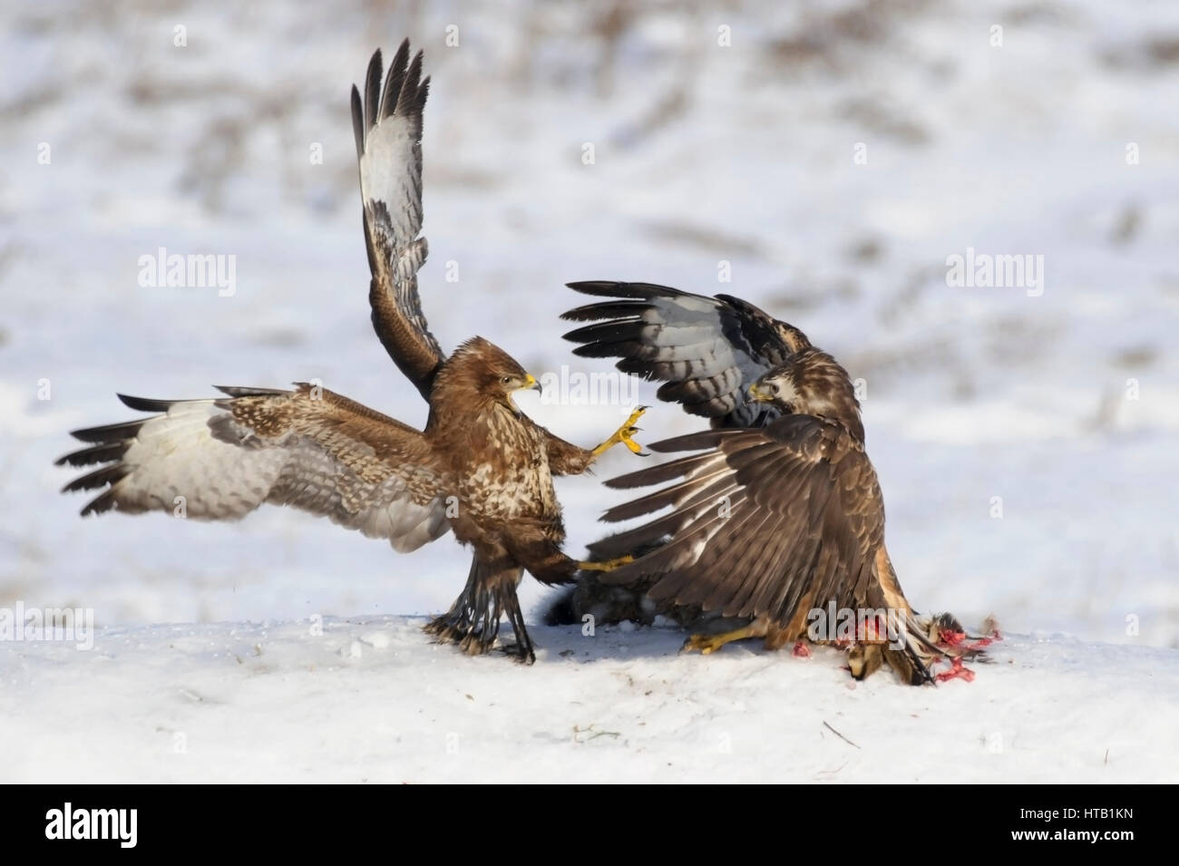 La lutte contre les buses, buse variable, Kaempfende Maeusebussarde en hiver, Maeusebussard im Winter Banque D'Images