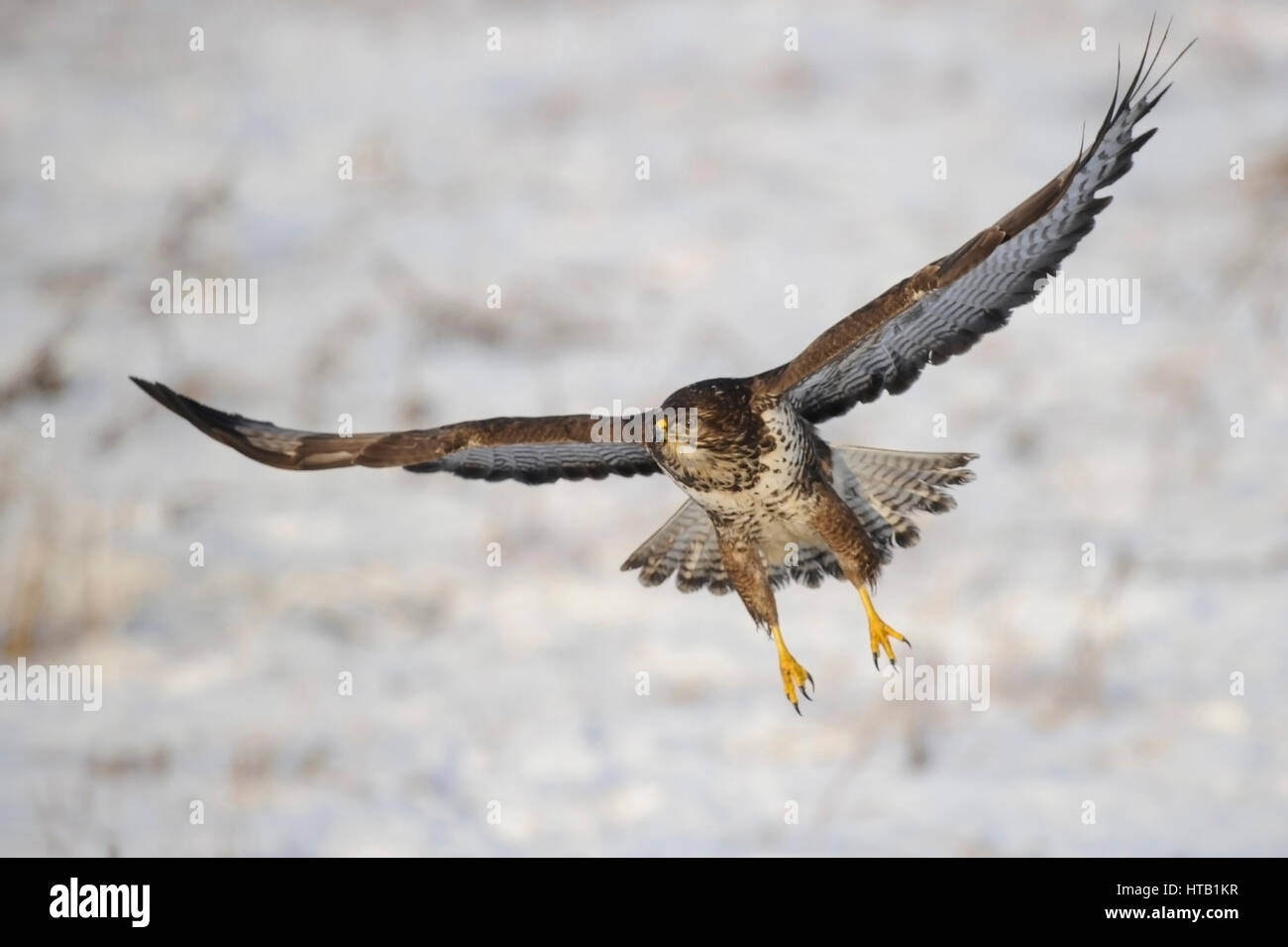 Flying buse variable en hiver, buse variable en hiver, Fliegender Maeusebussard Maeusebussard im Winter, im Winter Banque D'Images