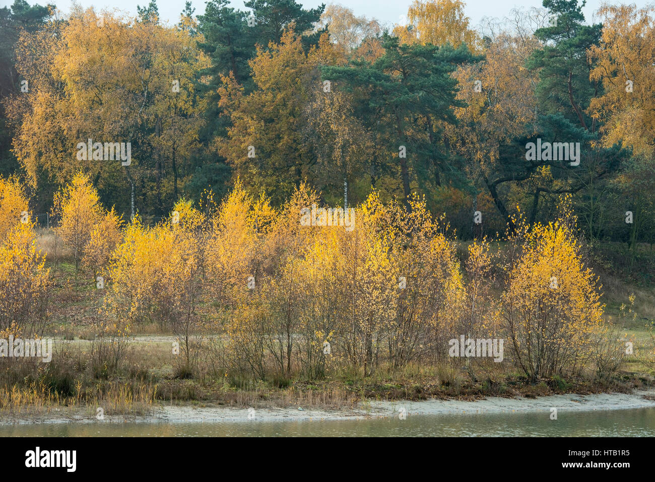 Bouleaux d'automne , Herbstliche Birken Banque D'Images