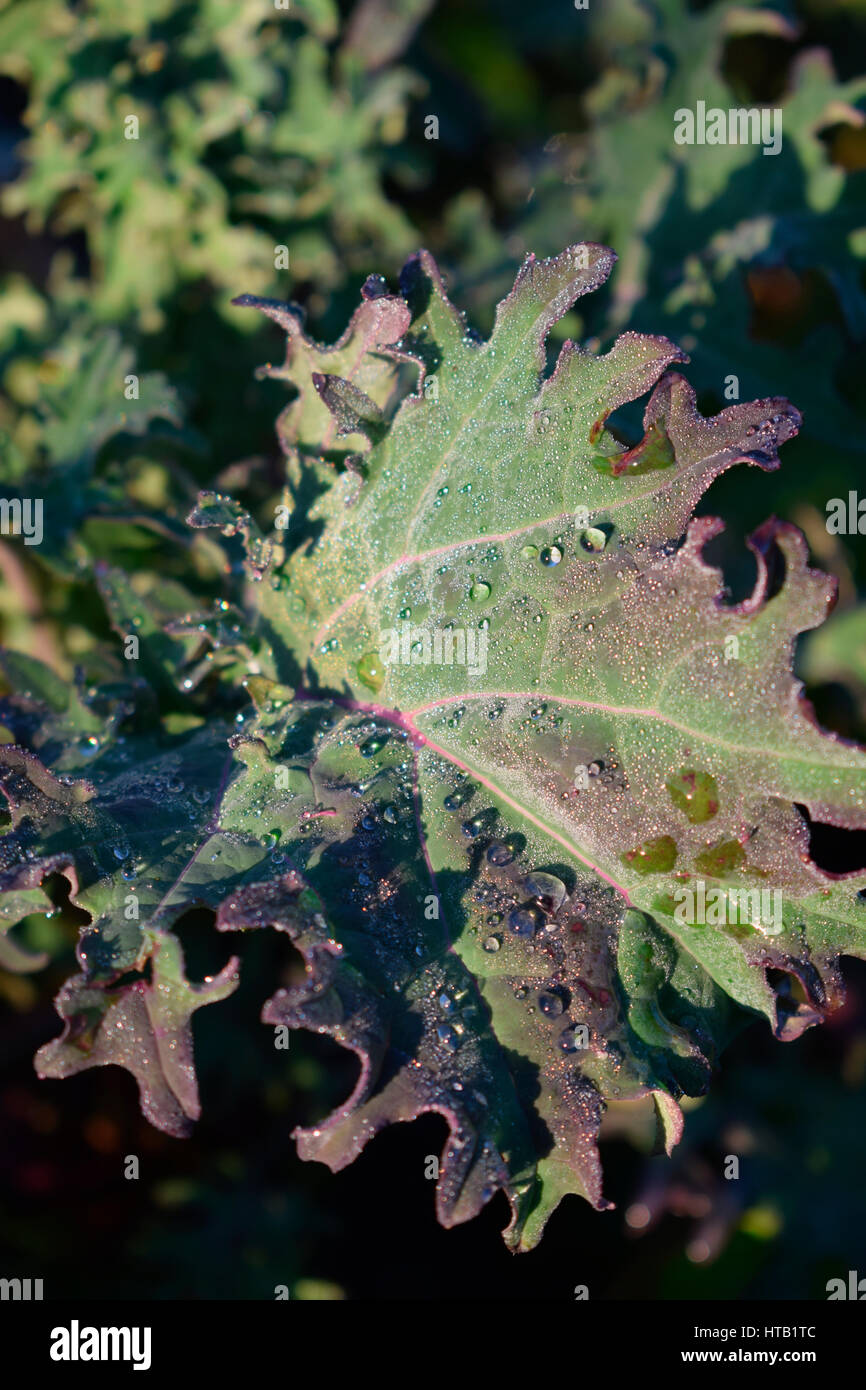 Kale russe rouge Banque D'Images
