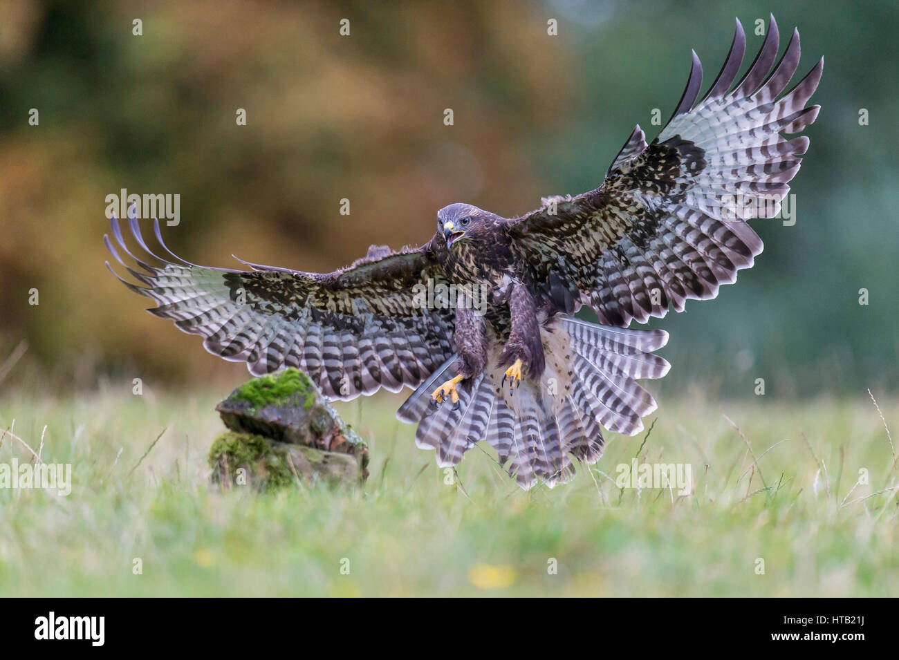 Flying Buse variable, l'exécution de Jung, Fox, Maeusebussard Jungfuchs Laufender Fliegender Banque D'Images