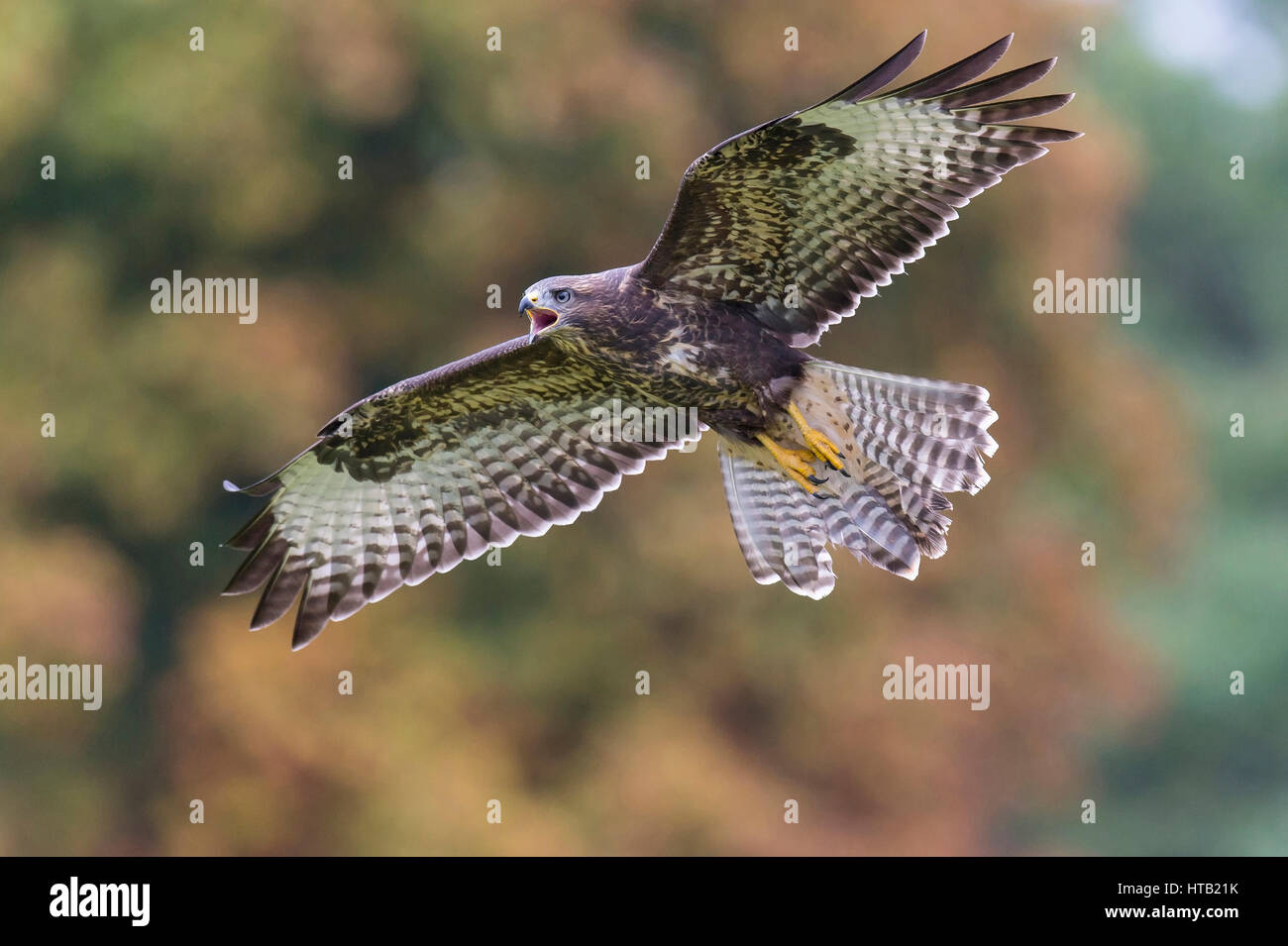 Flying Buse variable, flying buzzard, Fliegender, Maeusebussard Fliegender Bussard Banque D'Images