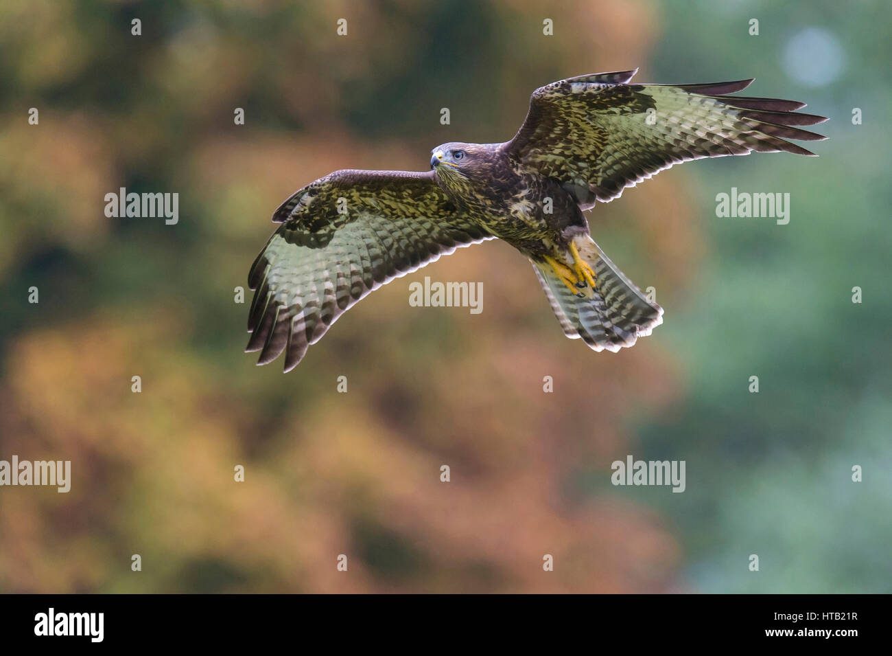 Flying Buse variable, flying buzzard, Fliegender, Maeusebussard Fliegender Bussard Banque D'Images