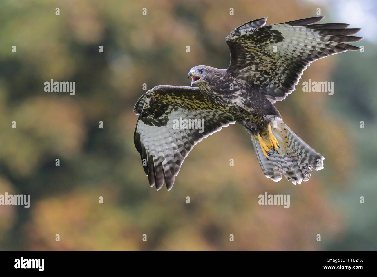 Flying Buse variable, flying buzzard, Fliegender, Maeusebussard Fliegender Bussard Banque D'Images