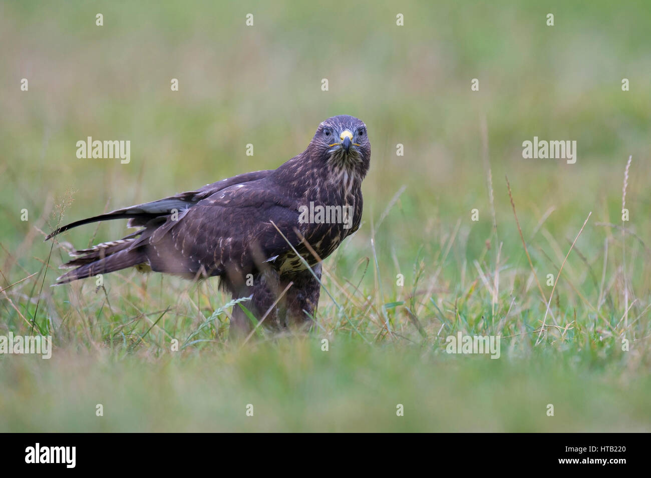 Flying buzzard, Fliegender Bussard Banque D'Images