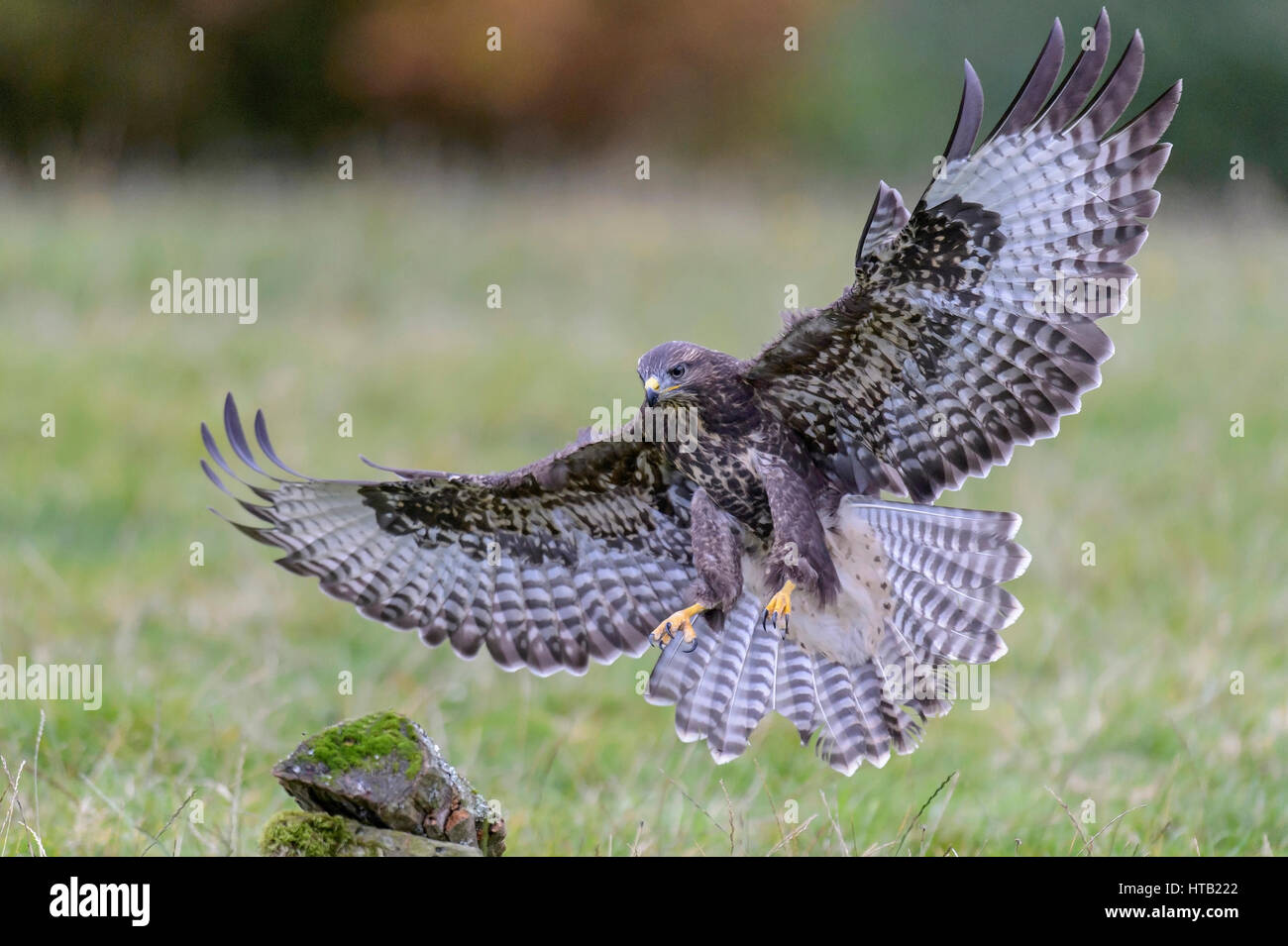 Flying buzzard, Fliegender Bussard Banque D'Images