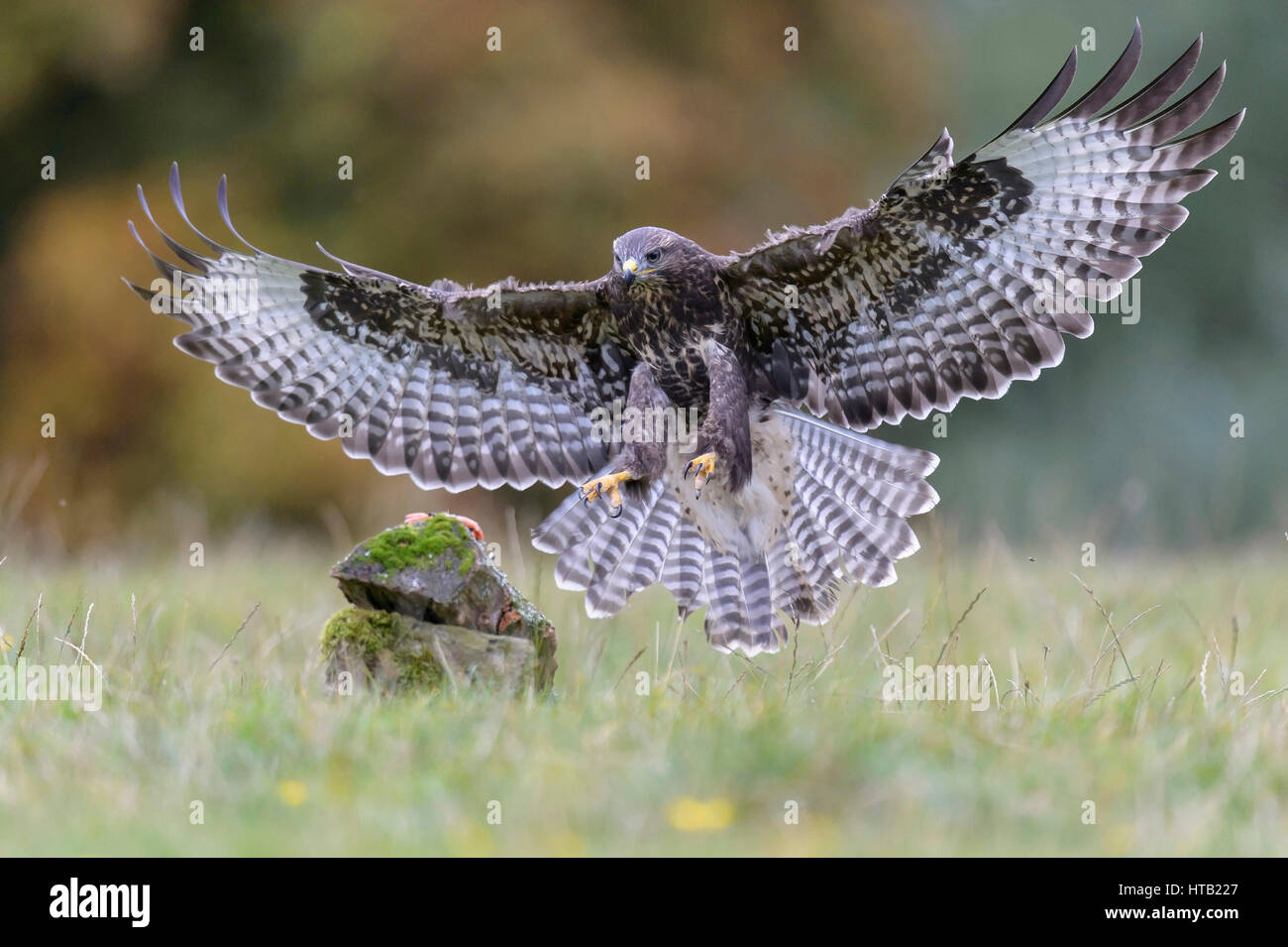 Flying buzzard, Fliegender Bussard Banque D'Images
