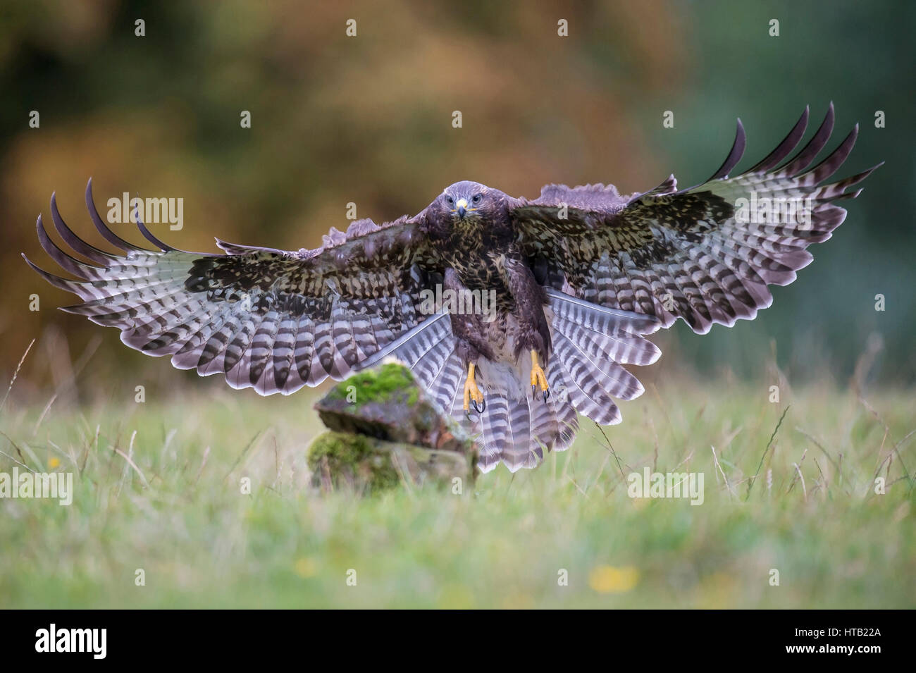 Flying buzzard, Fliegender Bussard Banque D'Images