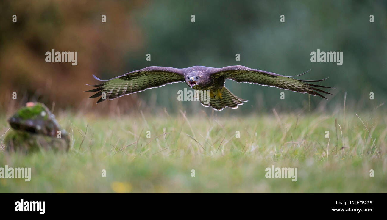 Flying buzzard, Fliegender Bussard Banque D'Images