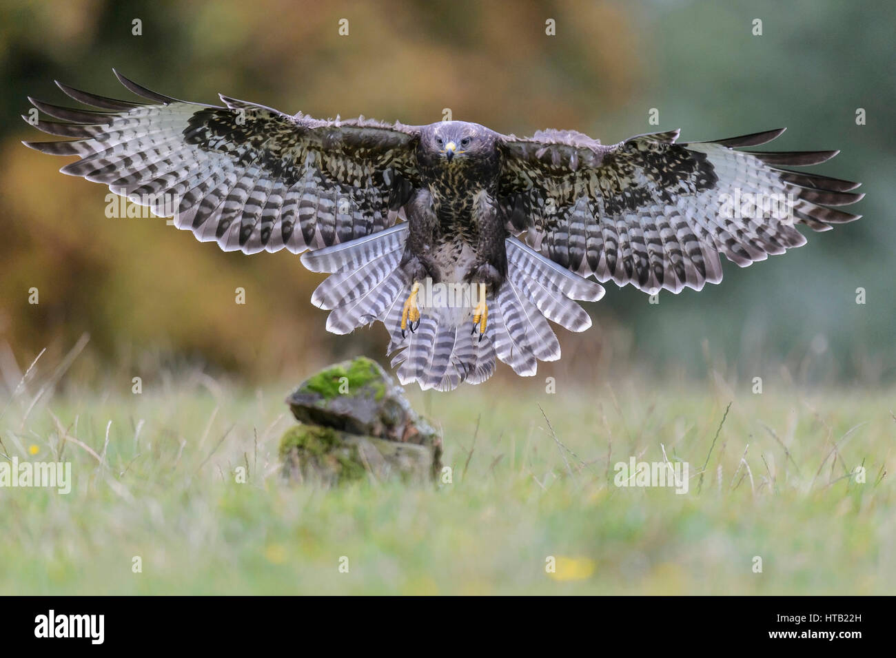 Flying buzzard, Fliegender Bussard Banque D'Images