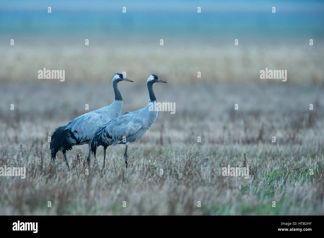 Crane, slack slack, grues sur le train d'automne, Kranich, Grus grus, Kraniche auf dem Herbstzug Banque D'Images