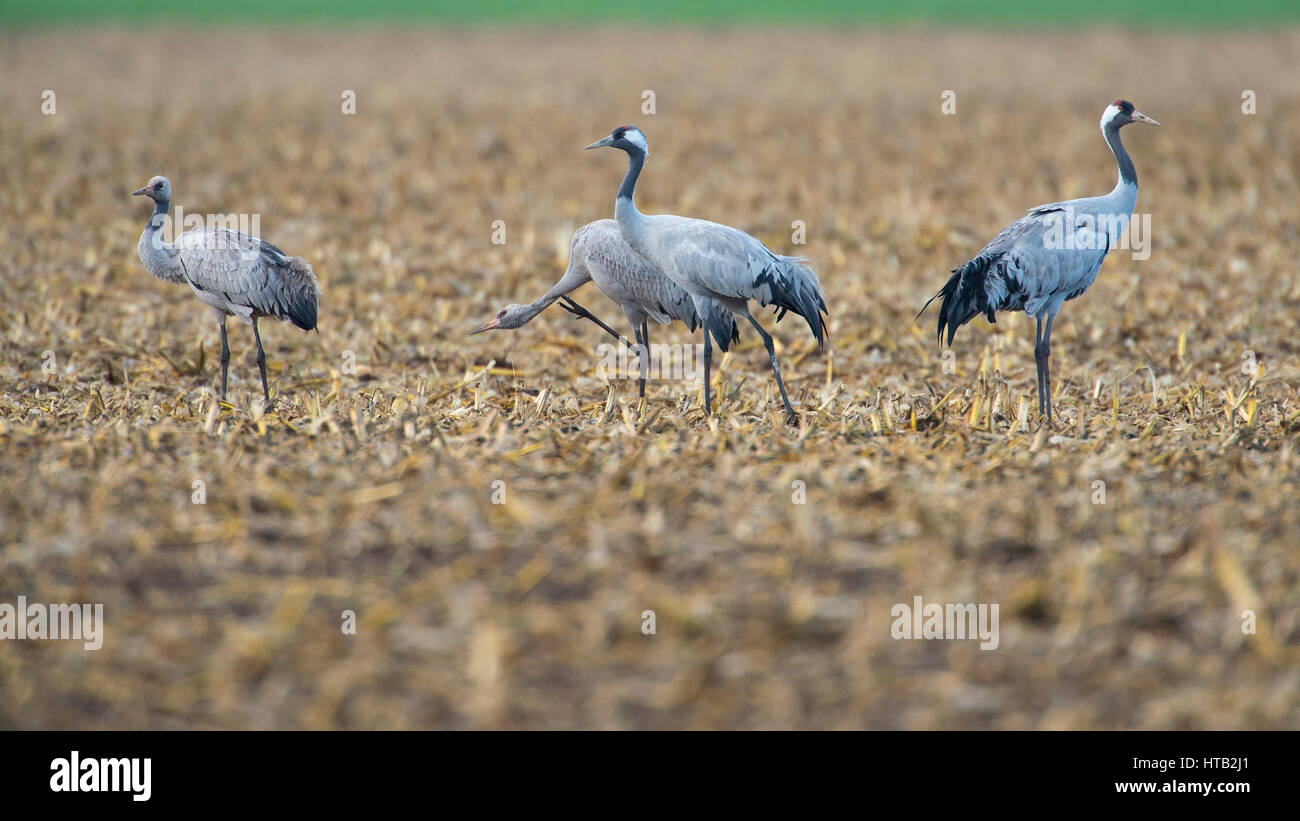 Crane, slack slack, grues sur le train d'automne, Kranich, Grus grus, Kraniche auf dem Herbstzug Banque D'Images Crane, slack slack, grues sur le train d'automne, Kranich, Grus grus, Kraniche auf dem Herbstzug Banque D'Images