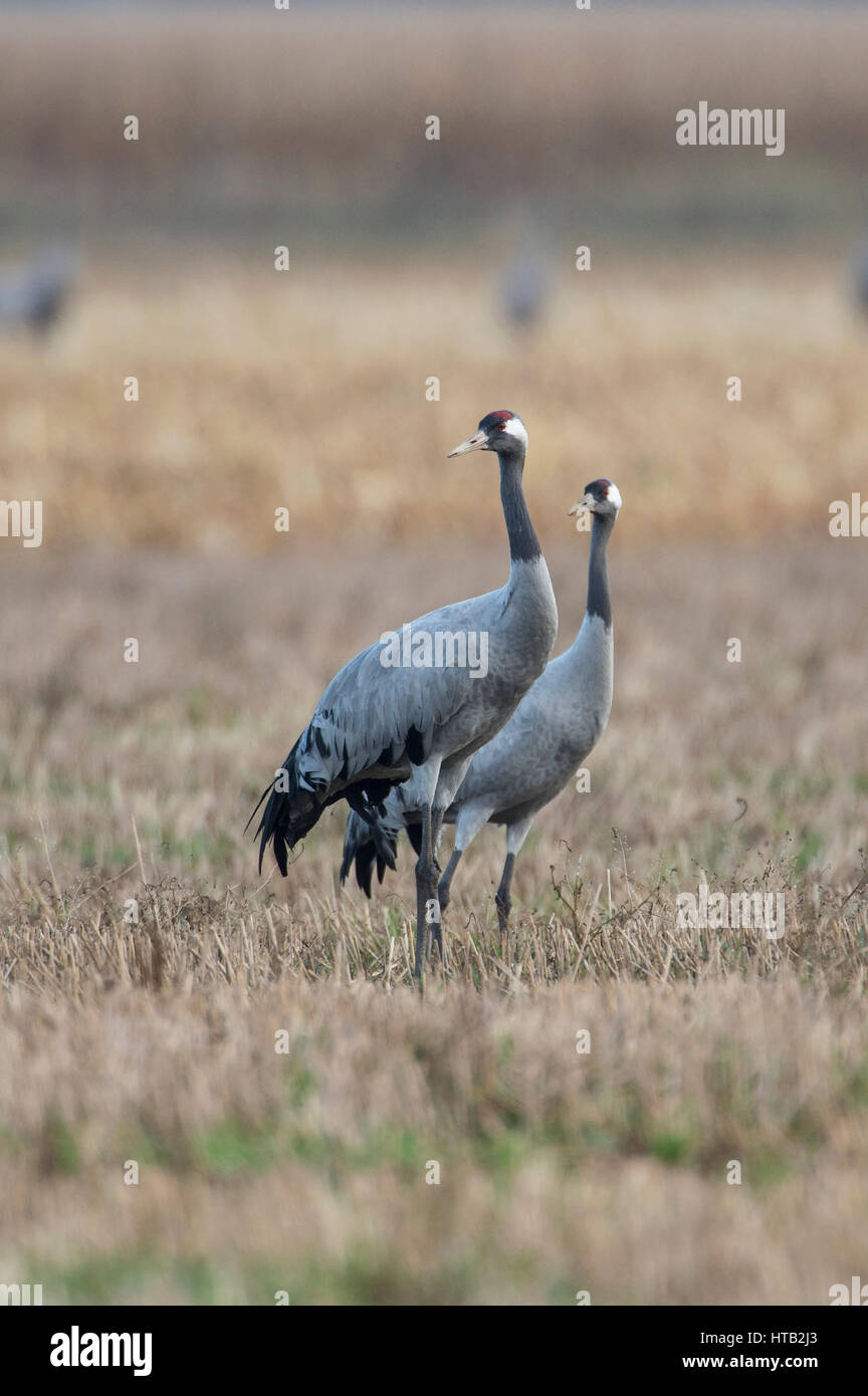 Crane, slack slack, grues sur le train d'automne, Kranich, Grus grus, Kraniche auf dem Herbstzug Banque D'Images Crane, slack slack, grues sur le train d'automne, Kranich, Grus grus, Kraniche auf dem Herbstzug Banque D'Images
